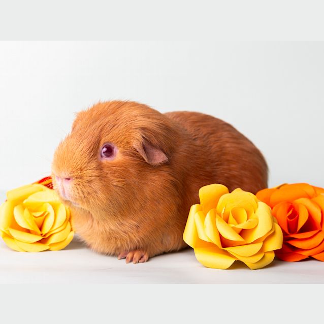 Photo of Parker