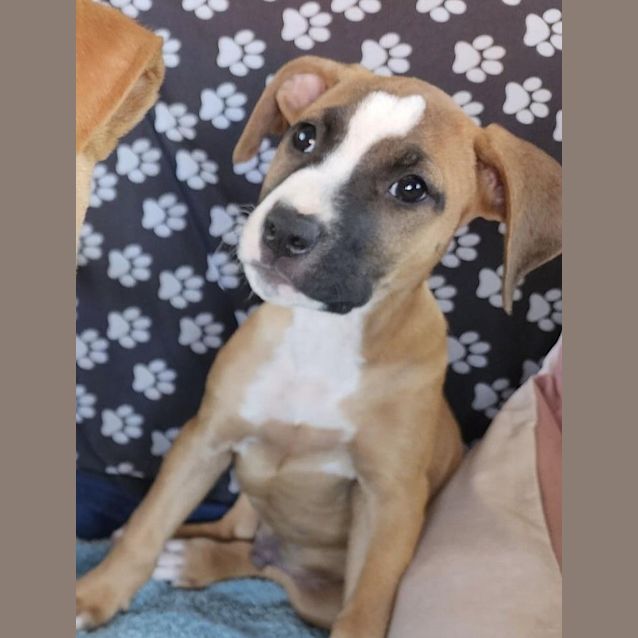 Photo of Dusty (Colonel Blake)