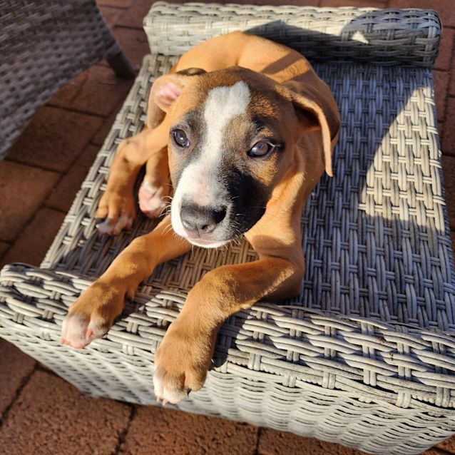 Photo of Dusty (Colonel Blake)