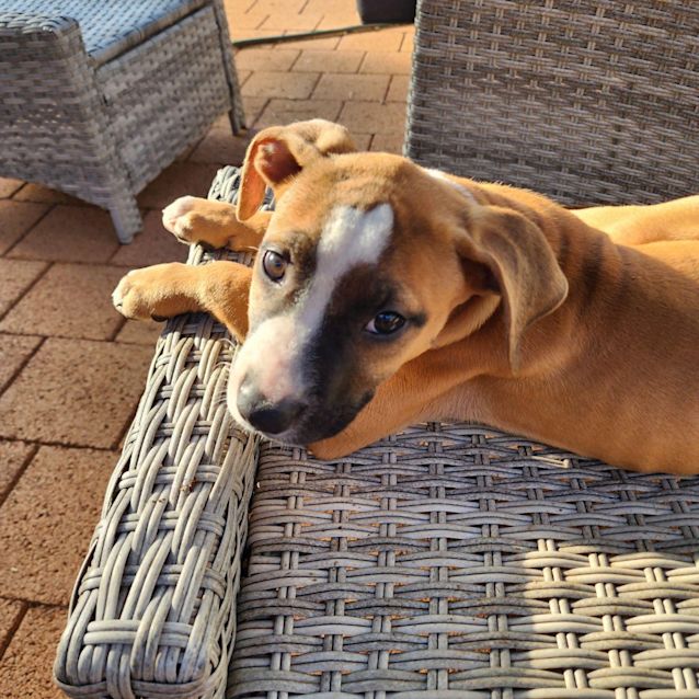 Photo of Dusty (Colonel Blake)