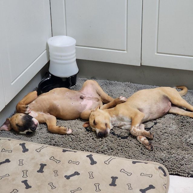 Photo of Dusty (Colonel Blake)