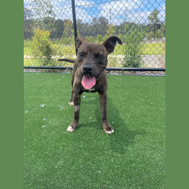 Photo of Swartz Imp 2173