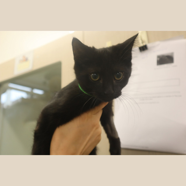 Photo of Sootie
