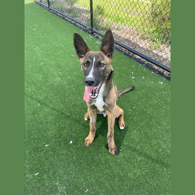 Photo of Abu Imp 2158