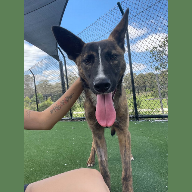 Photo of Abu Imp 2158