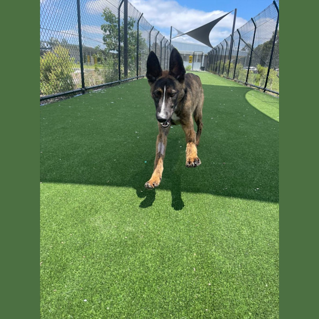 Photo of Abu Imp 2158