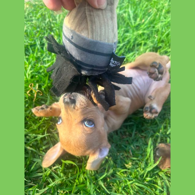Photo of Cashew