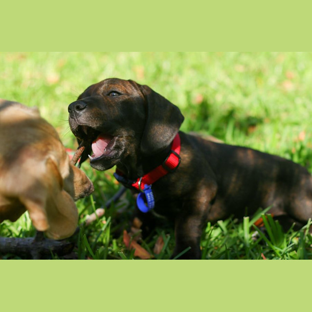 Photo of Sarg   9 Week Old Mixed Breed (Trial)