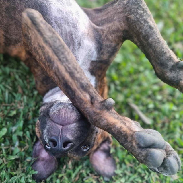 Photo of Brandy