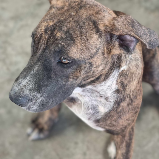 Photo of Brandy