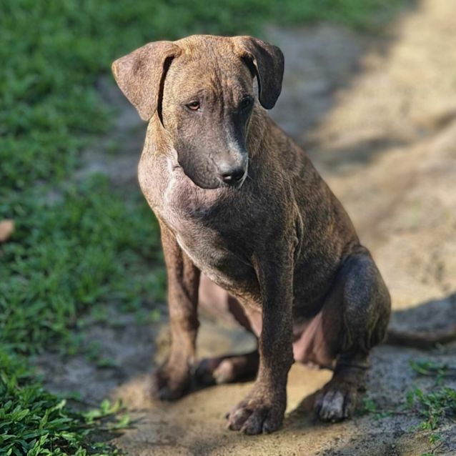 Photo of Brandy