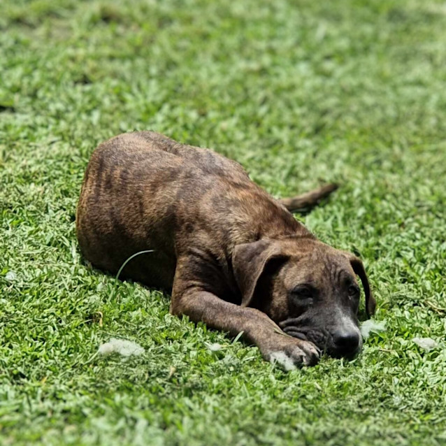 Photo of Brandy