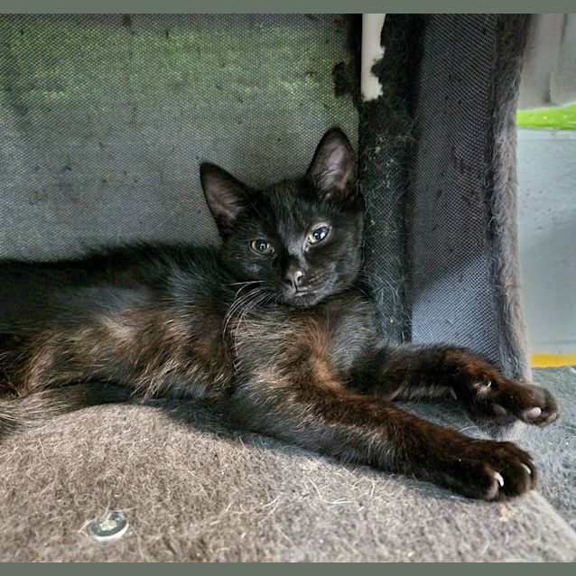 Photo of Twinkle