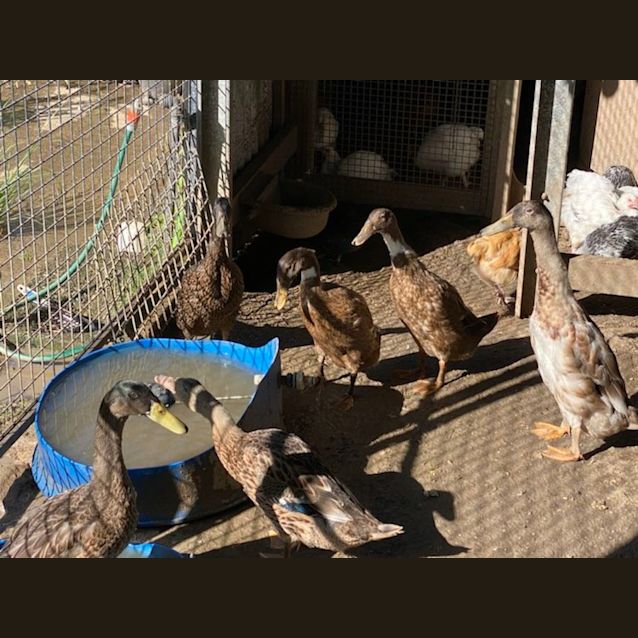 Photo of 7 X Indian Runner Ducks Unsexed. 