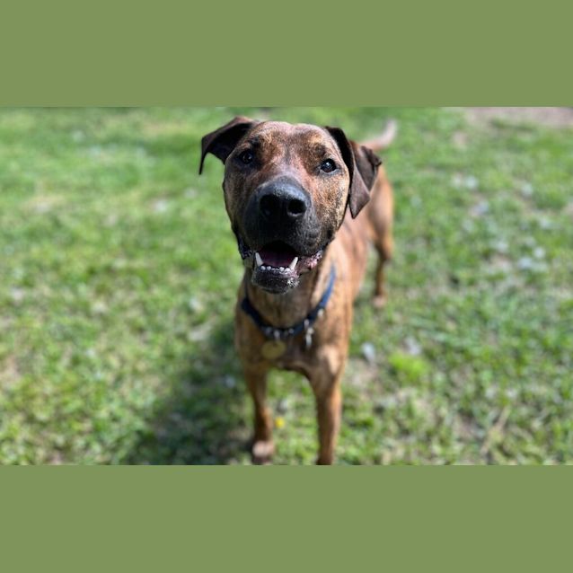 Photo of Goldie