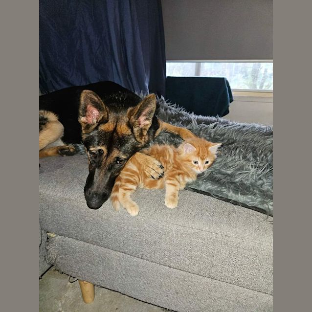 Photo of Seebeck *2nd Chance Cat Rescue**