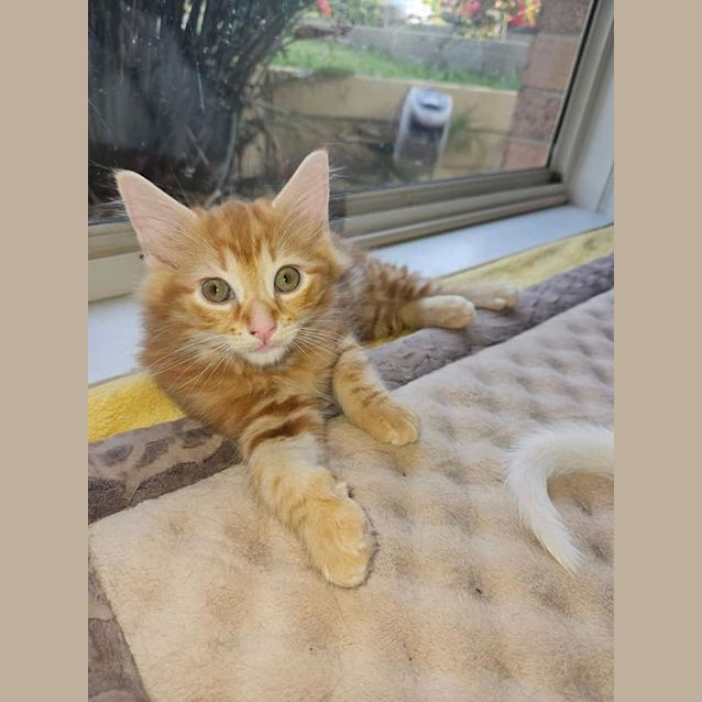 Photo of Seebeck *2nd Chance Cat Rescue**