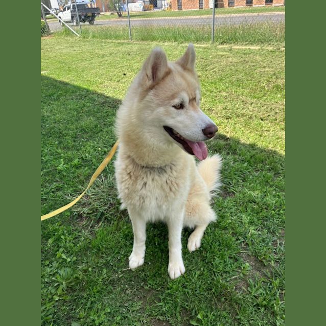 Photo of Loki