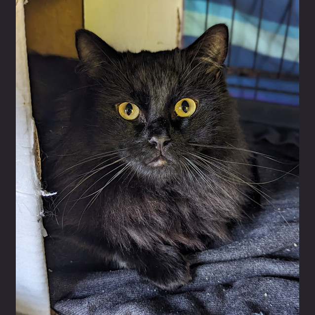 Photo of Billy Bob Cat
