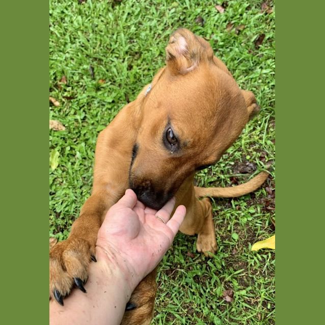 Photo of Chilli