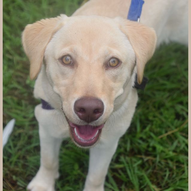 Photo of Pancake
