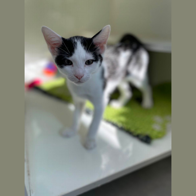 Photo of Binx