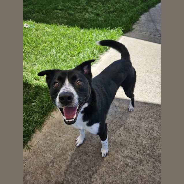 Photo of Brodie 