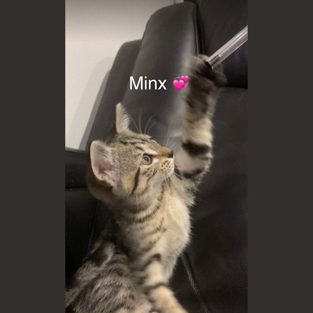 Photo of Minx