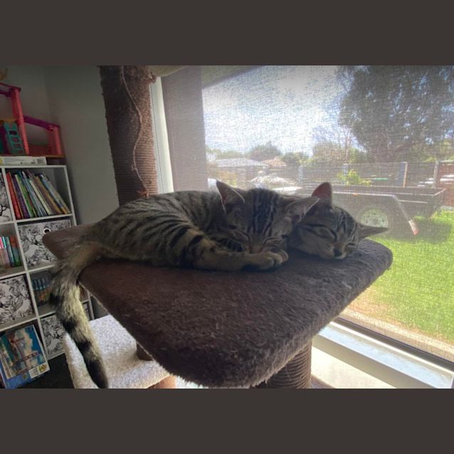 Photo of Minx