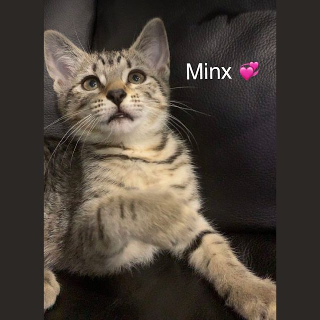 Photo of Minx