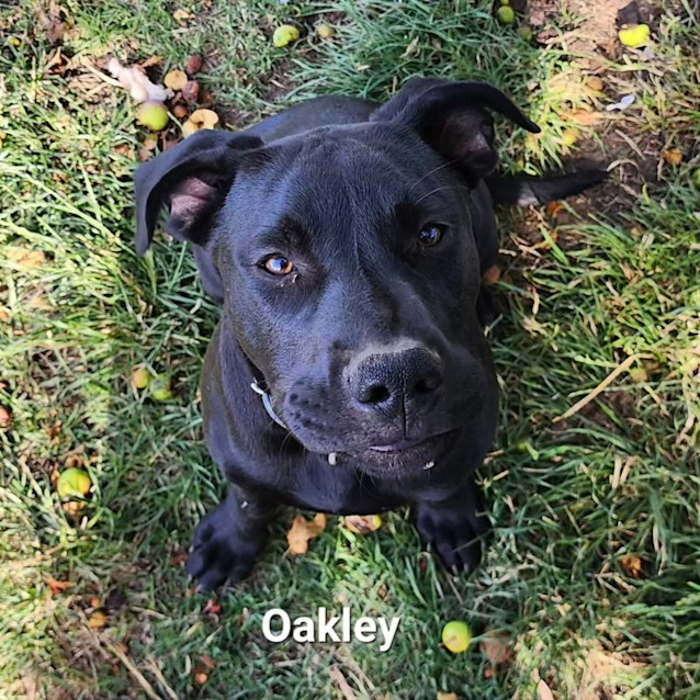 Photo of Oakley