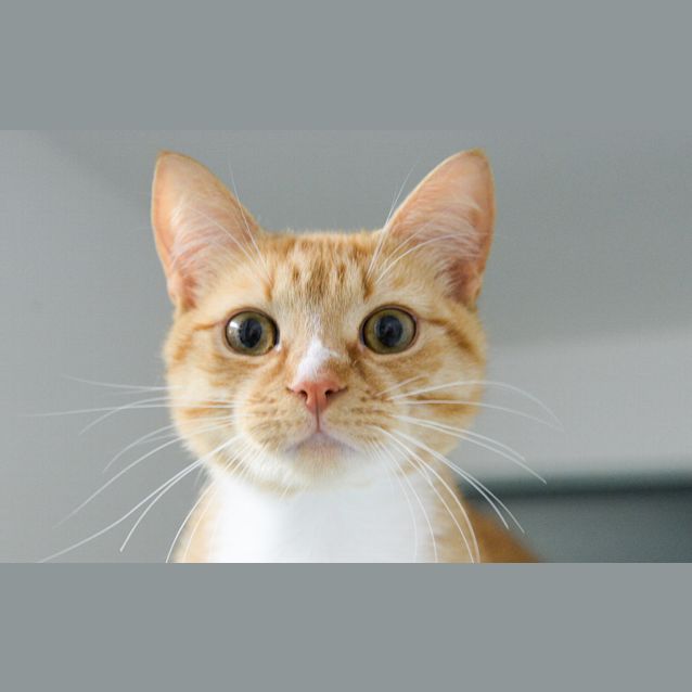 Photo of Sugar