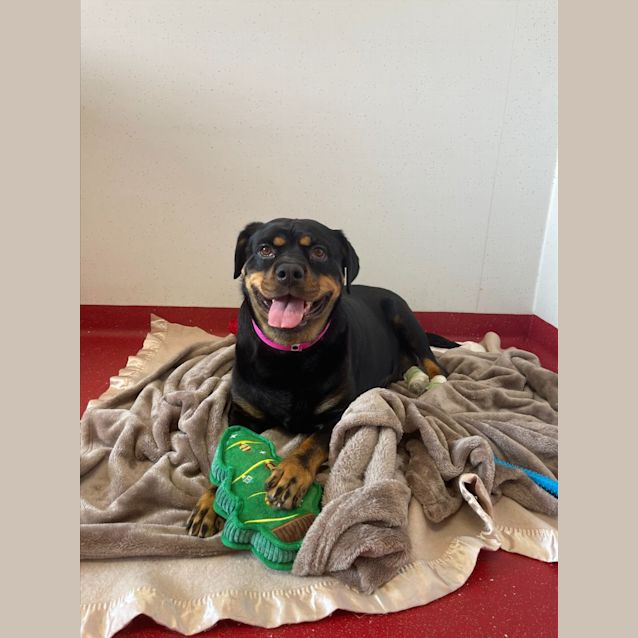 Photo of Cherry Imp 2511