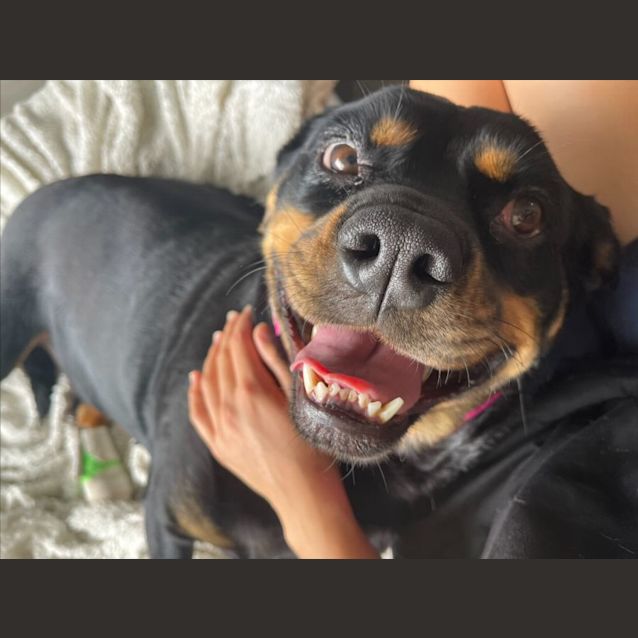 Photo of Cherry Imp 2511