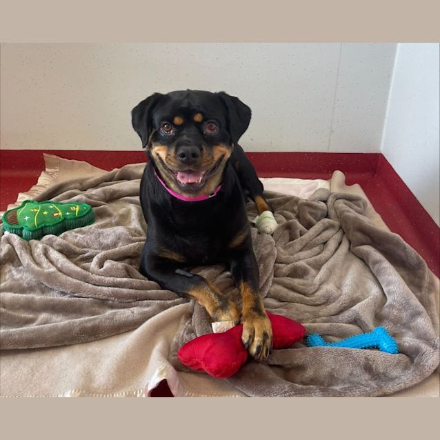 Photo of Cherry Imp 2511