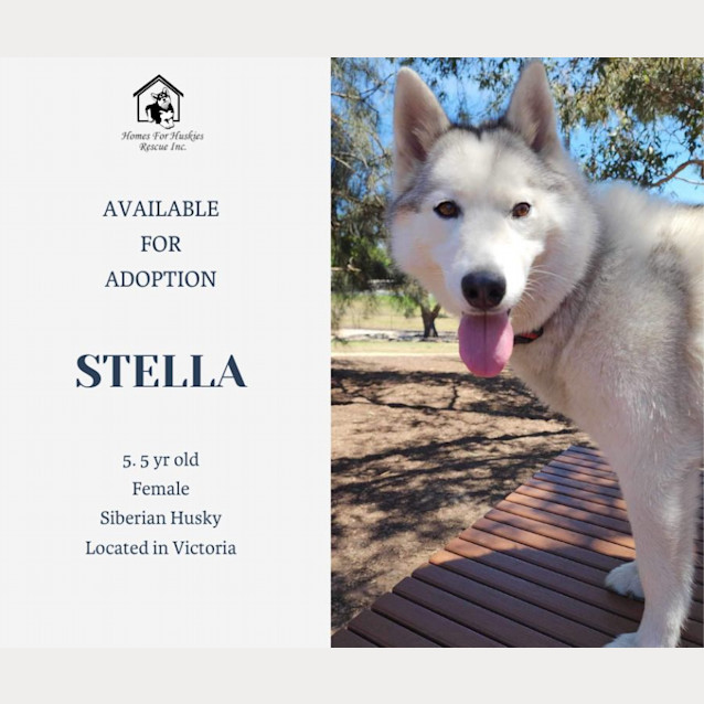Photo of Stella