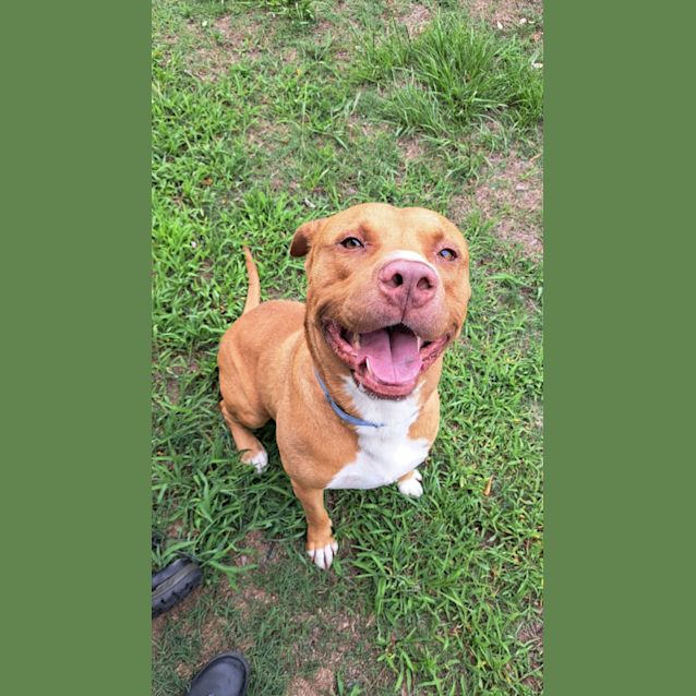 Photo of Buddy (1802)