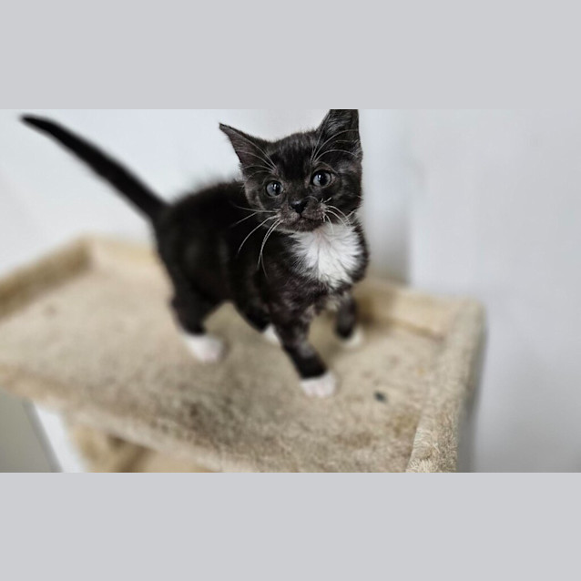 Photo of Icarus