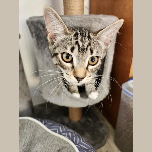 Photo of Bella