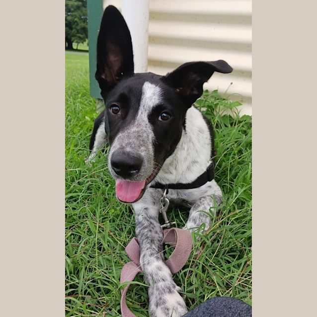 Photo of Link