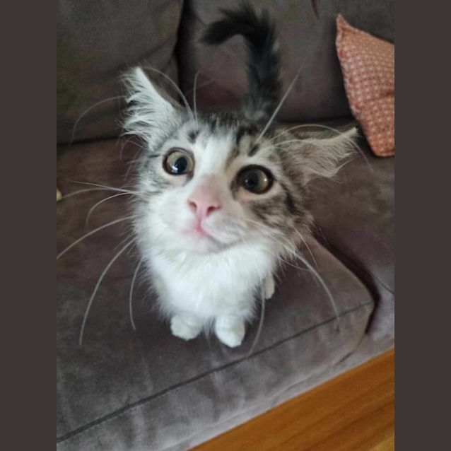 Photo of Blueberry