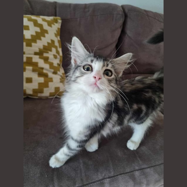 Photo of Blueberry