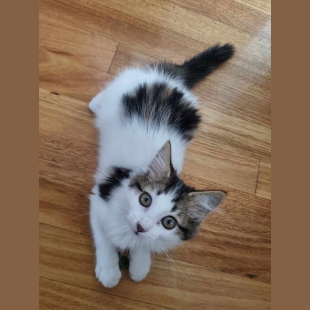 Photo of Raspberry