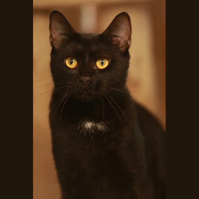 Photo of Savannah