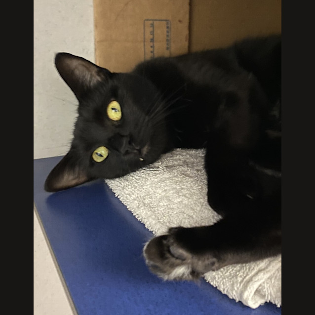 Photo of Phantom