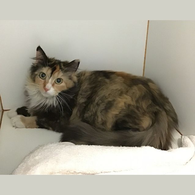 Photo of Cinder