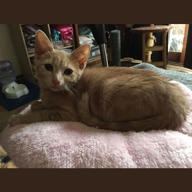 Photo of Maple