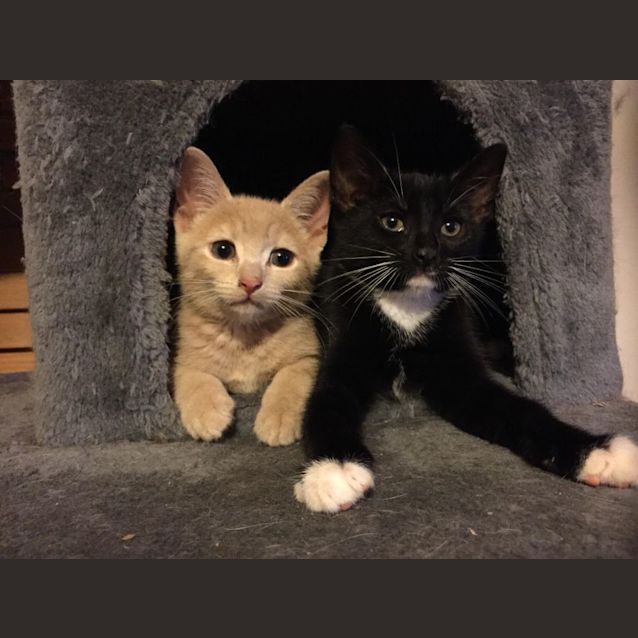 Photo of Maple
