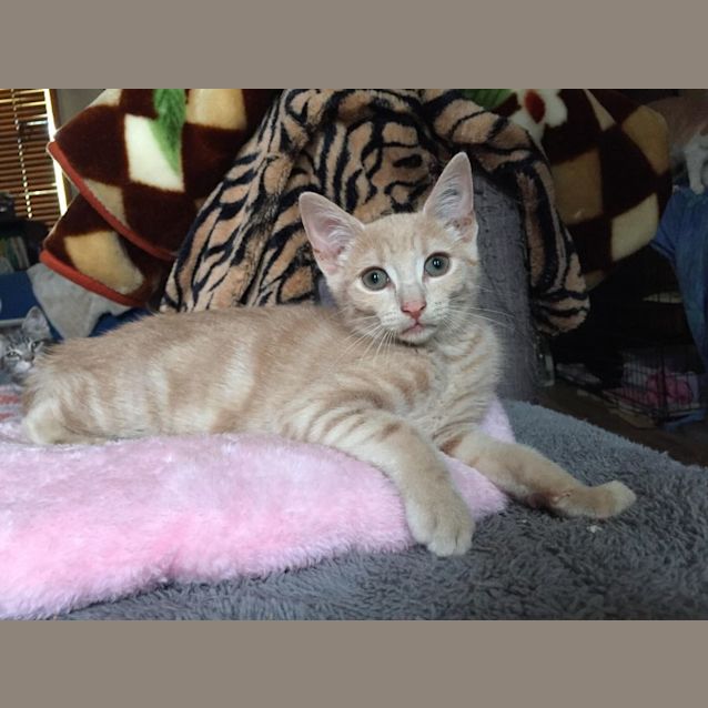 Photo of Maple
