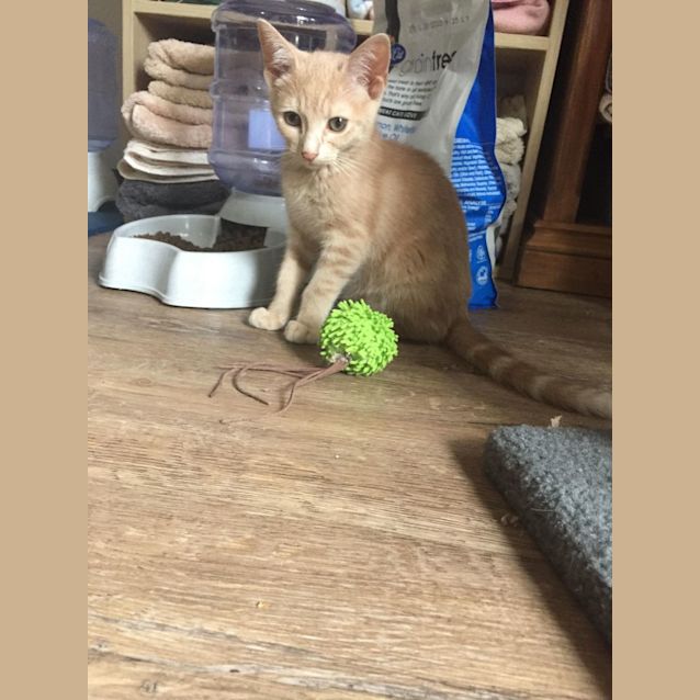 Photo of Maple